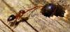 Serropalpus barbatus